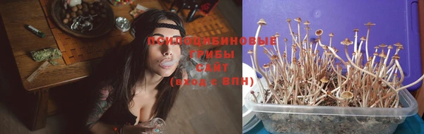 сатива Белокуриха